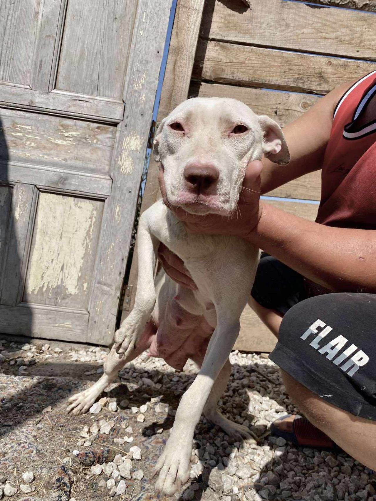Photo of the dog
