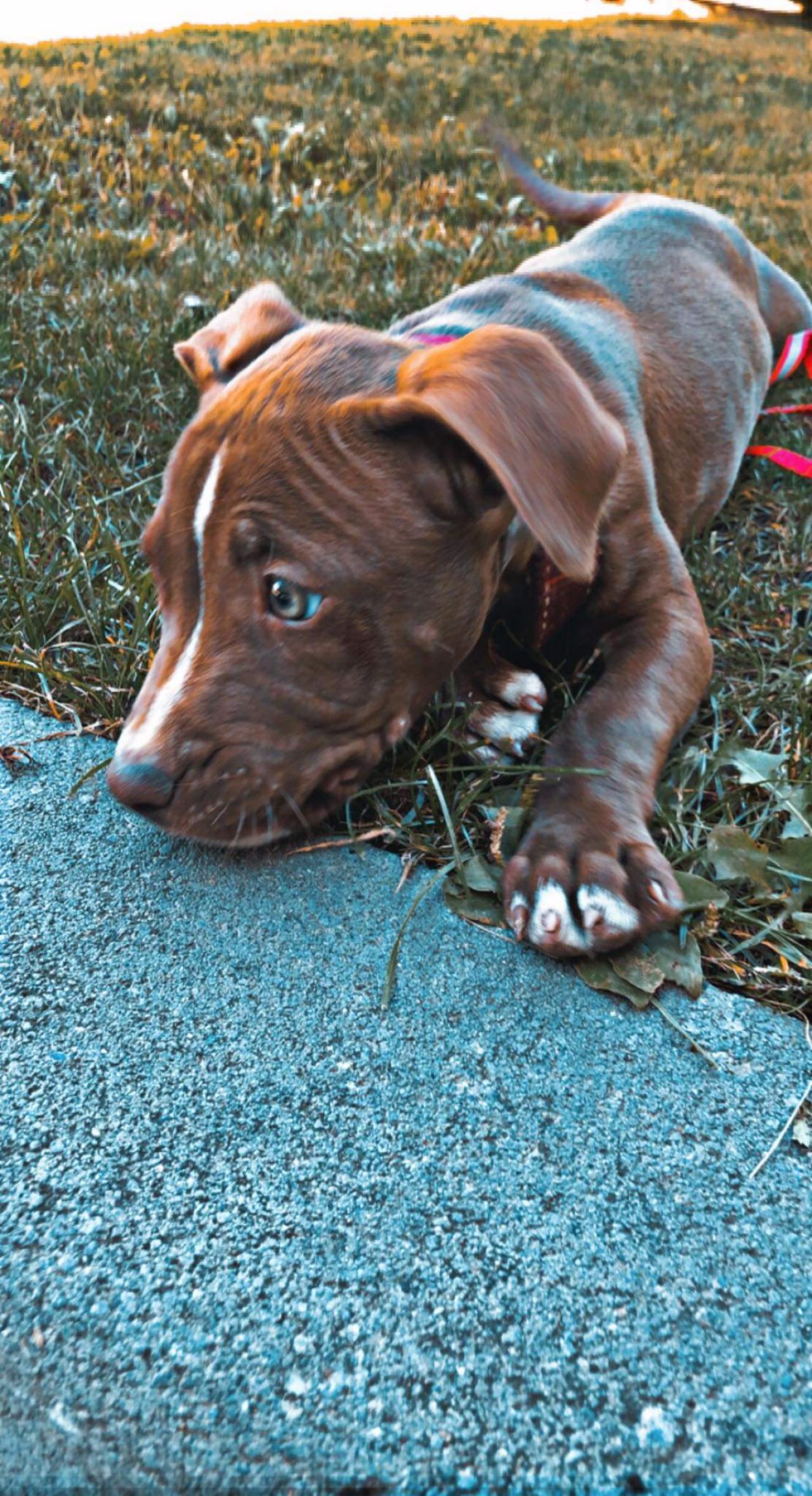 Photo of the dog