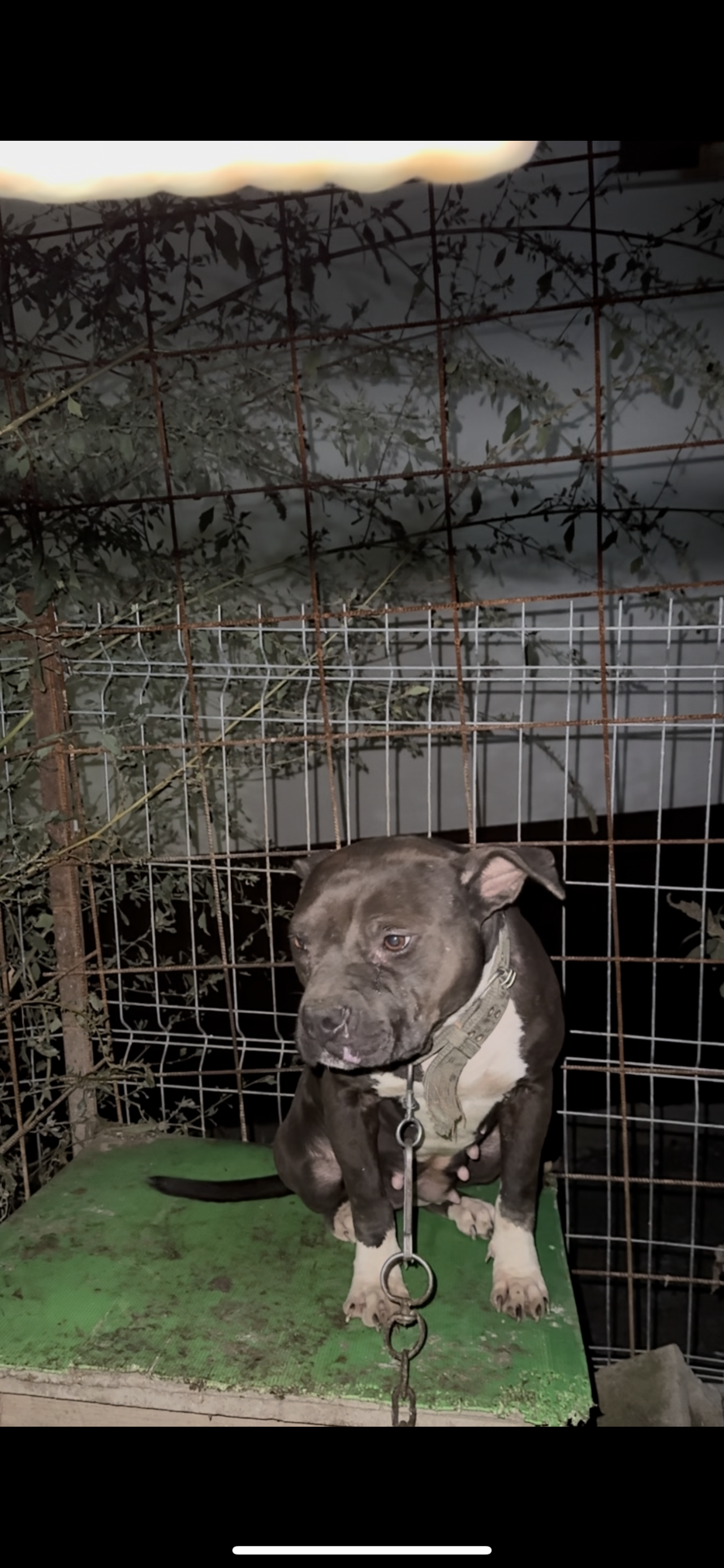 Photo of the dog