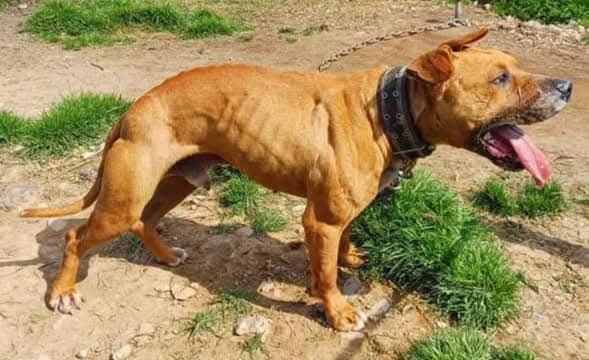 Photo of the dog