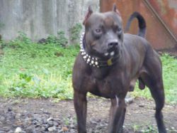 Photo of the dog