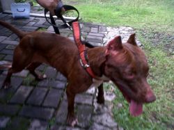 Photo of the dog