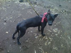Photo of the dog