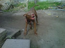 Photo of the dog
