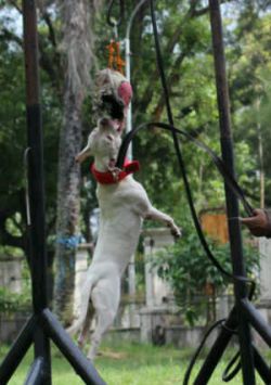 Photo of the dog