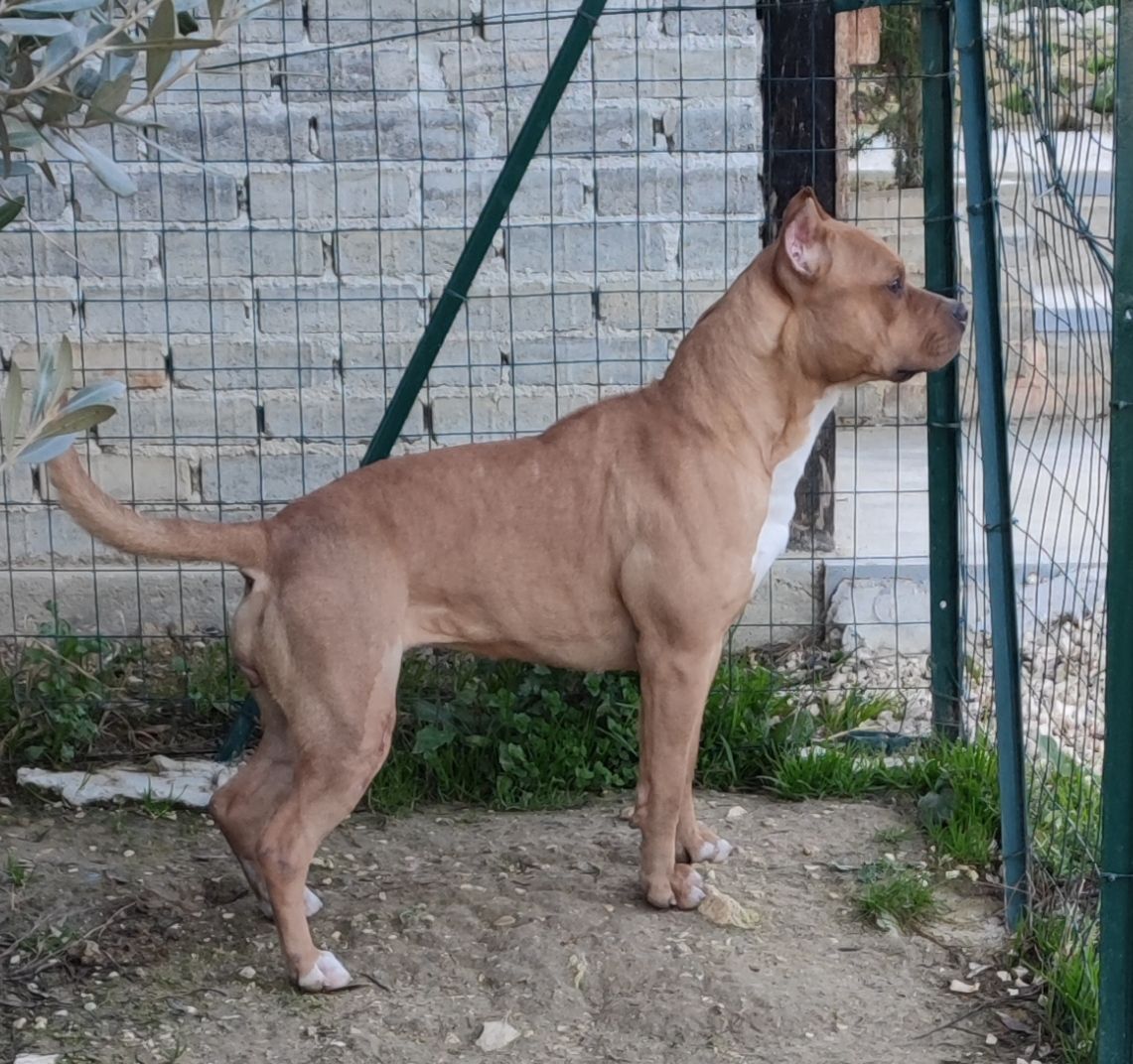 Photo of the dog