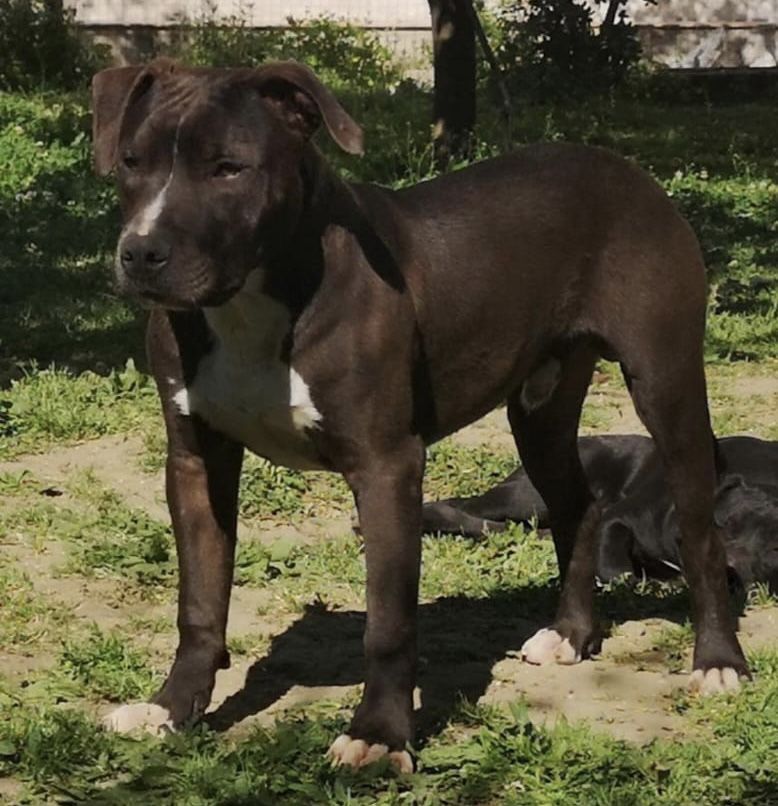Photo of the dog