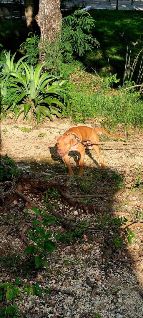 Photo of the dog