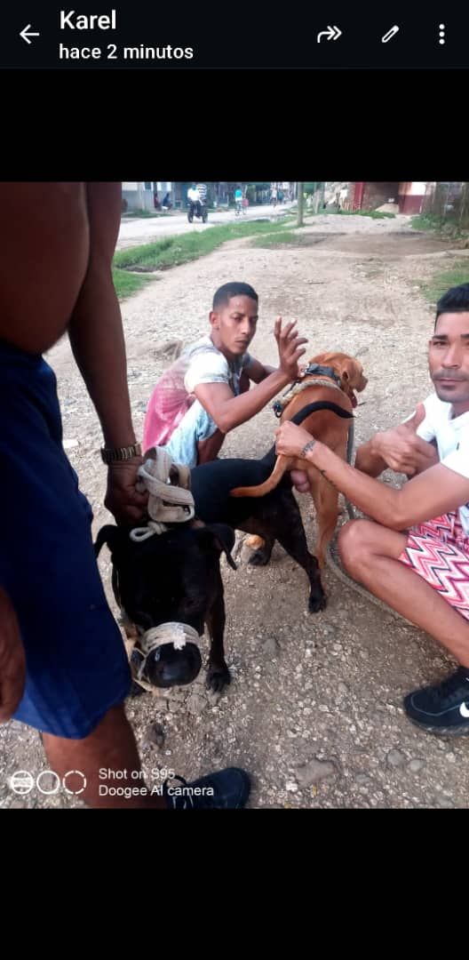 Photo of the dog