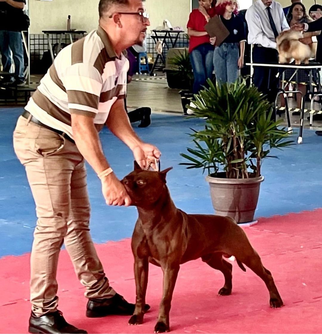 Photo of the dog