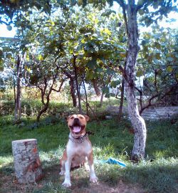 Photo of the dog