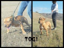 Photo of the dog