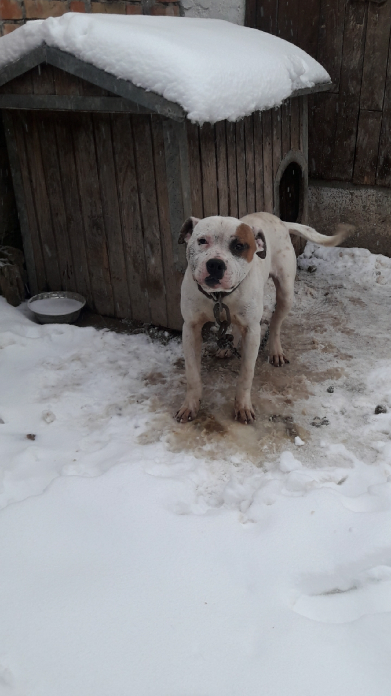 Photo of the dog
