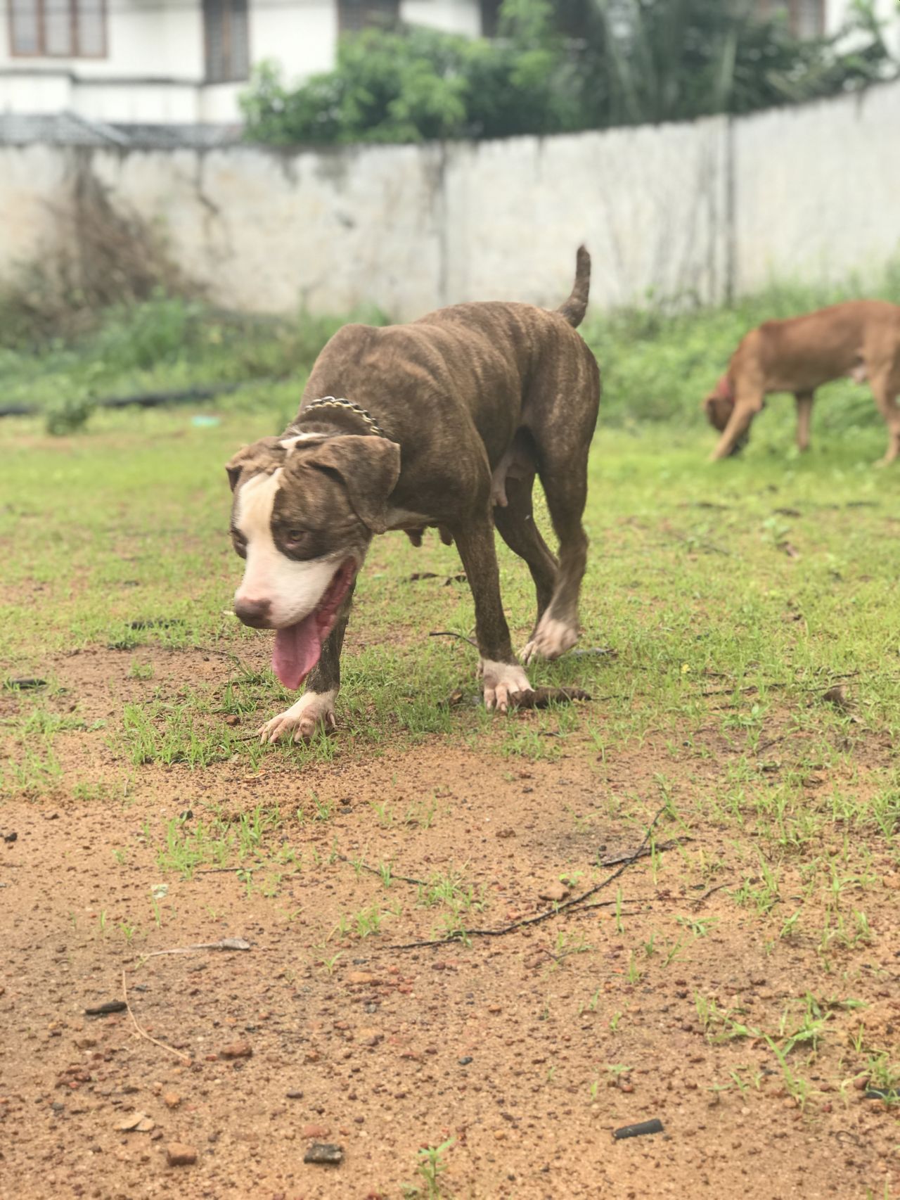 Photo of the dog