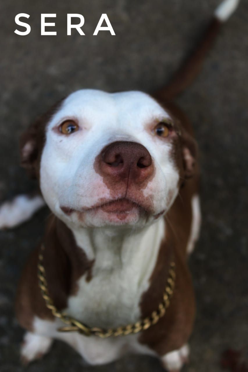 Photo of the dog