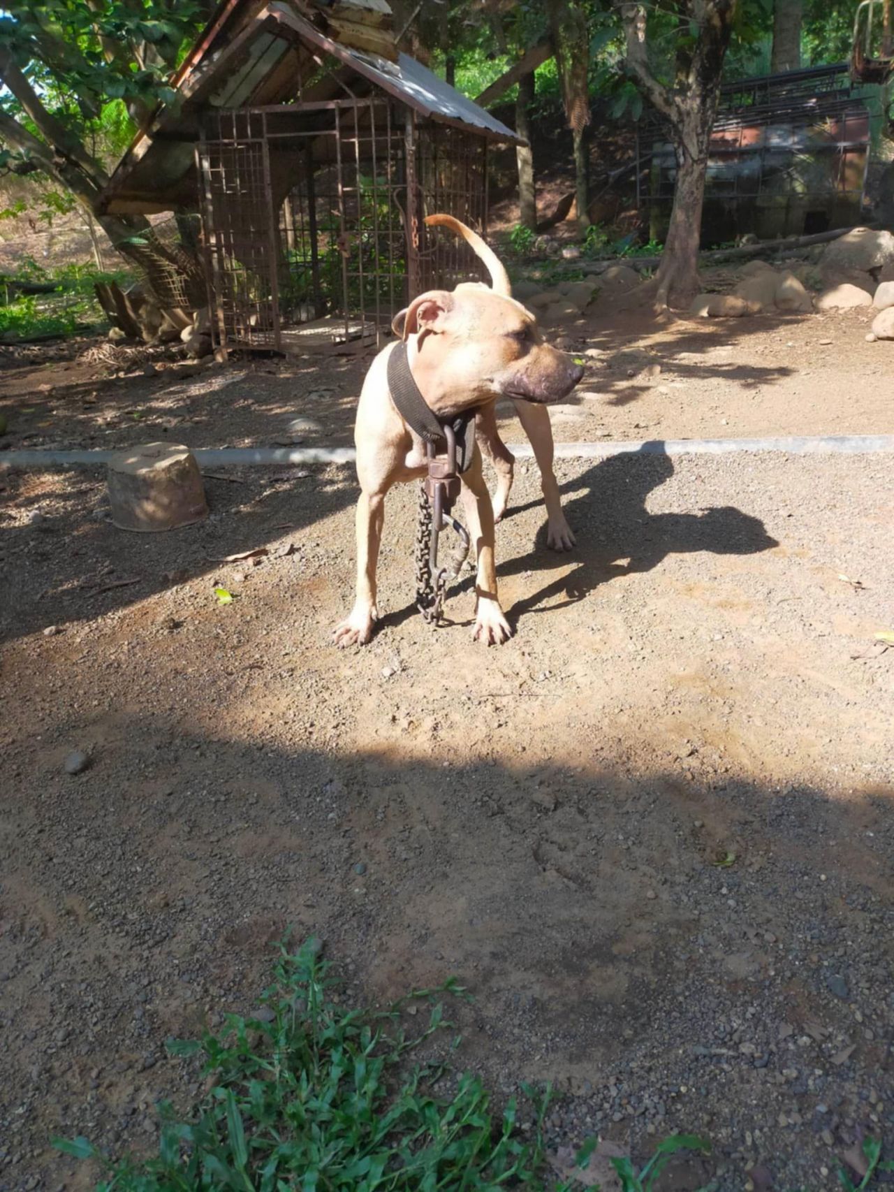 Photo of the dog