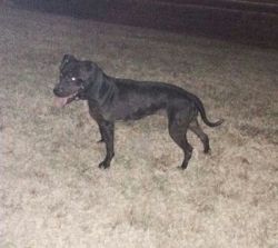 Photo of the dog