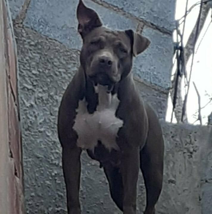 Photo of the dog
