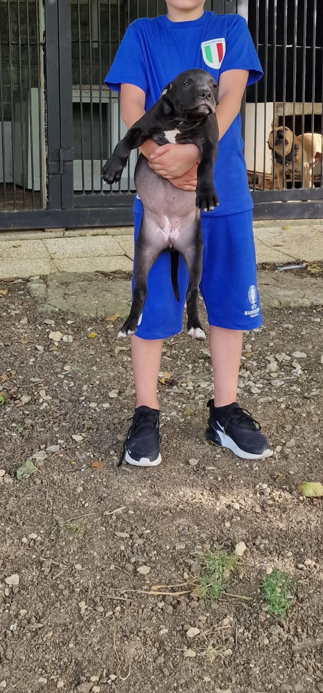 Photo of the dog