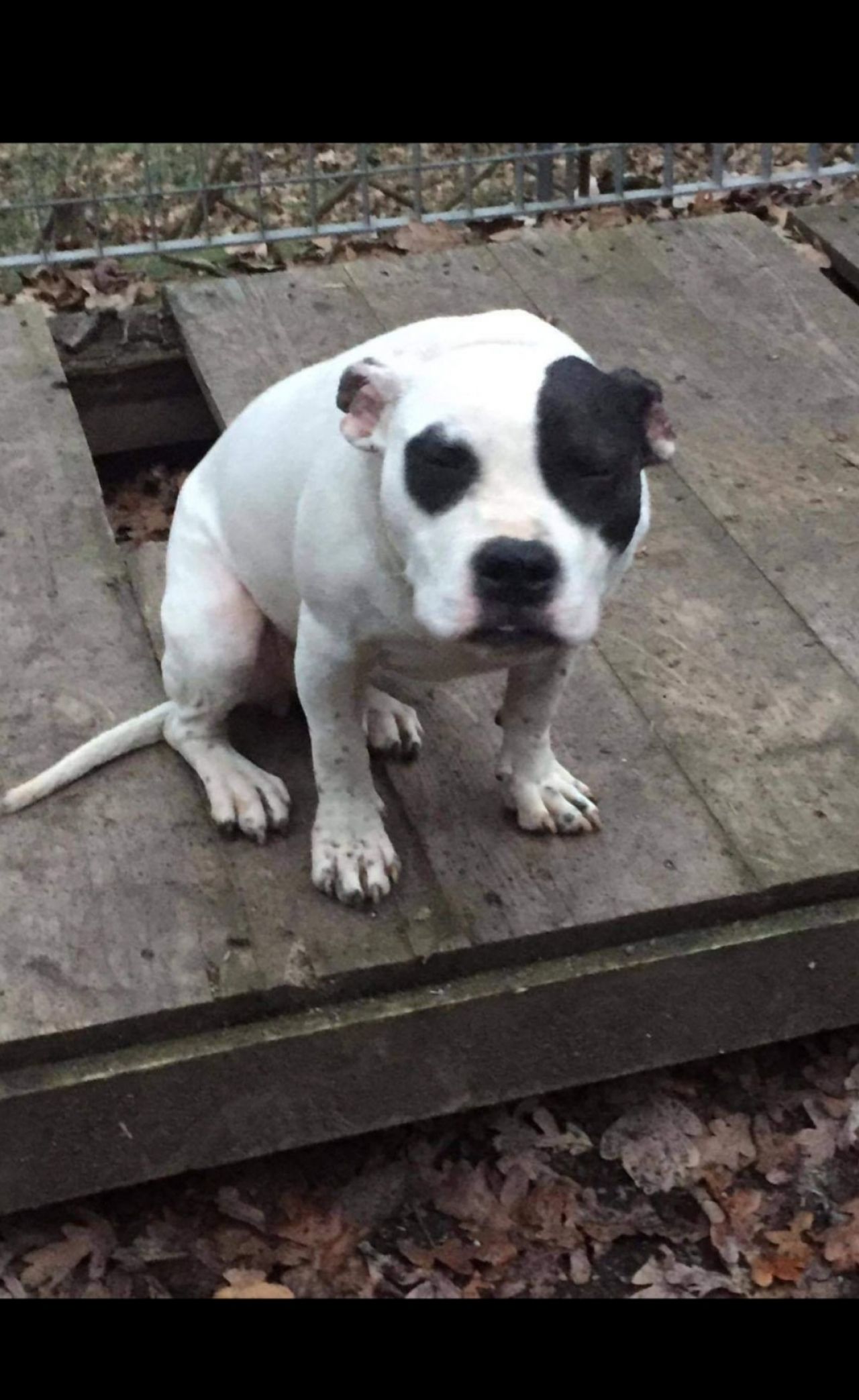 Photo of the dog
