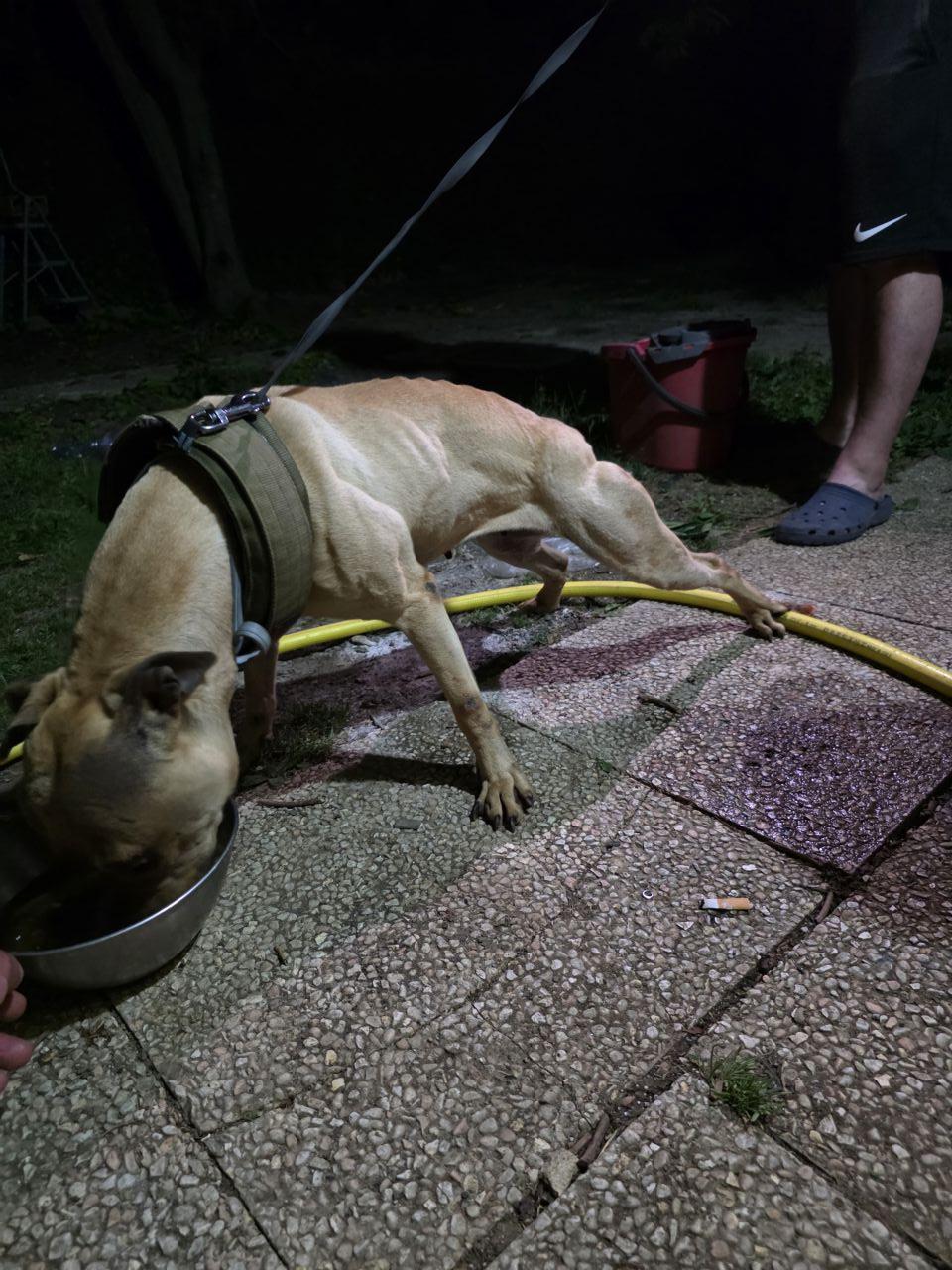 Photo of the dog