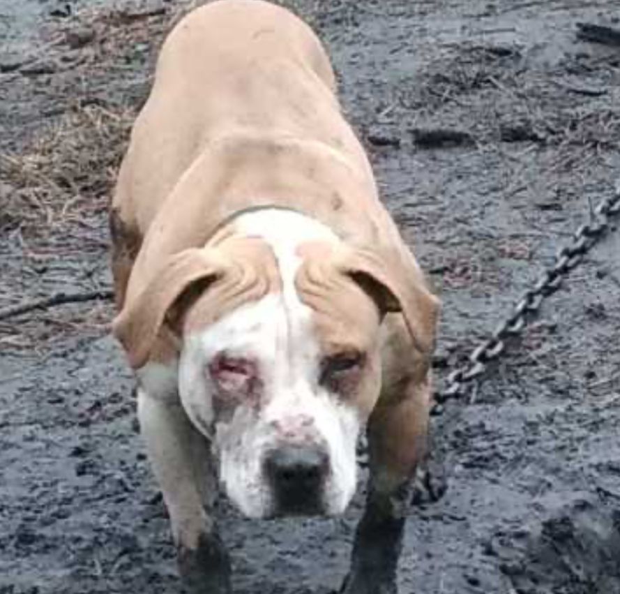 Photo of the dog