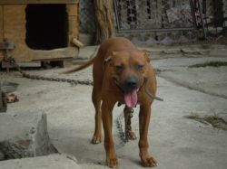 Photo of the dog