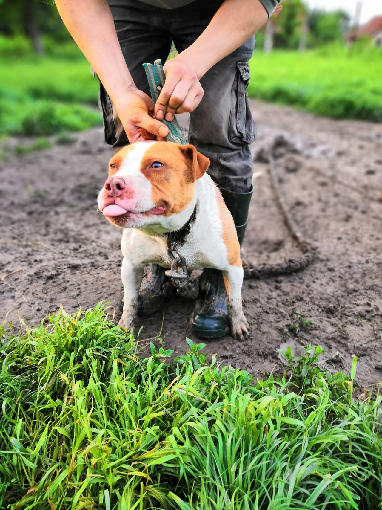 Photo of the dog