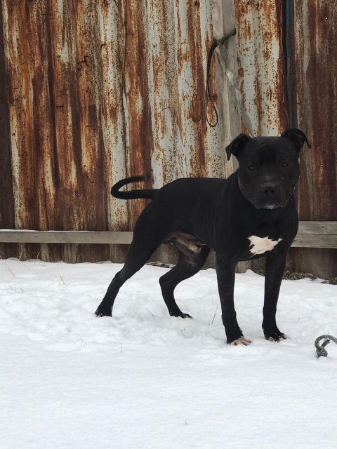 Photo of the dog