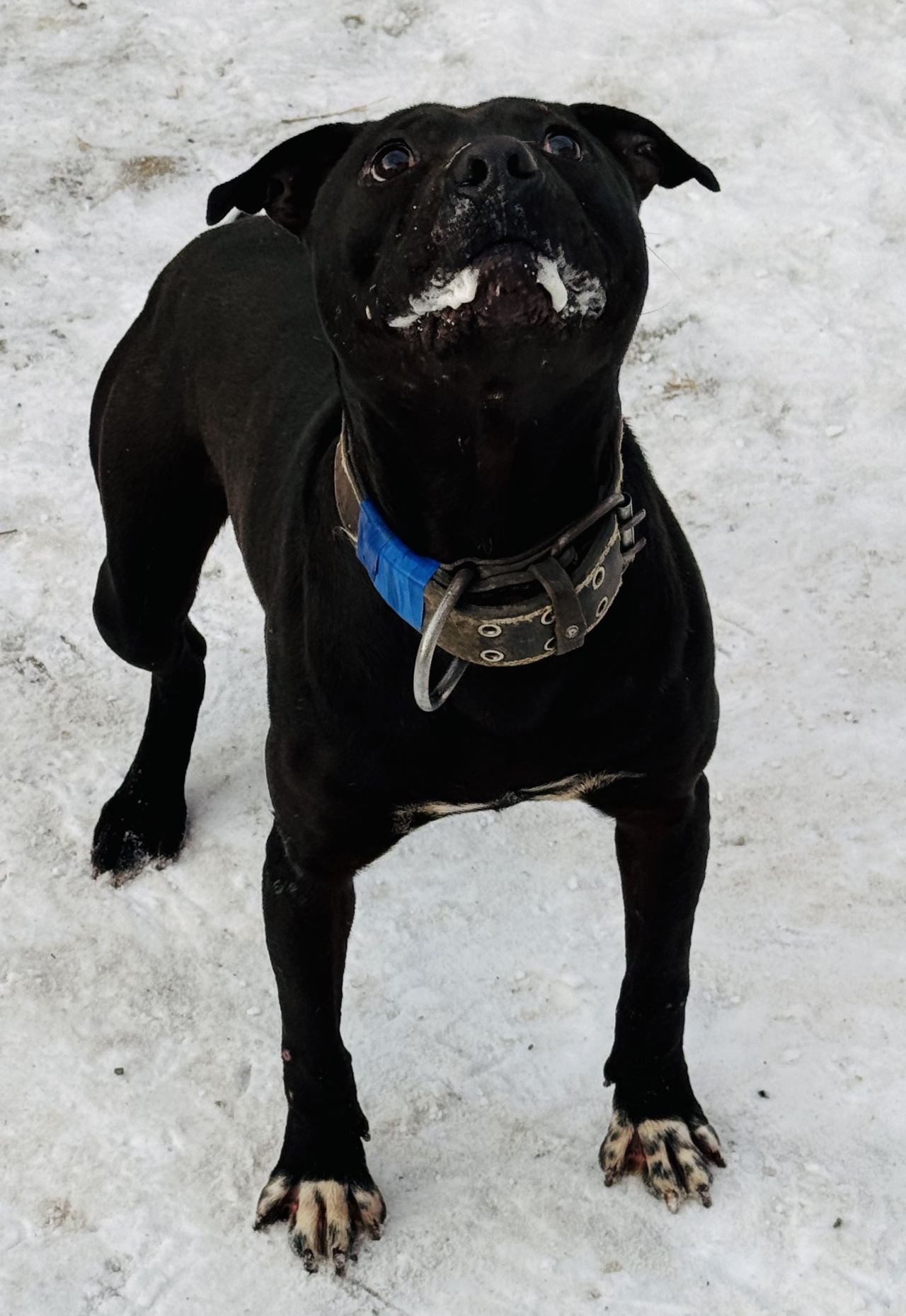 Photo of the dog