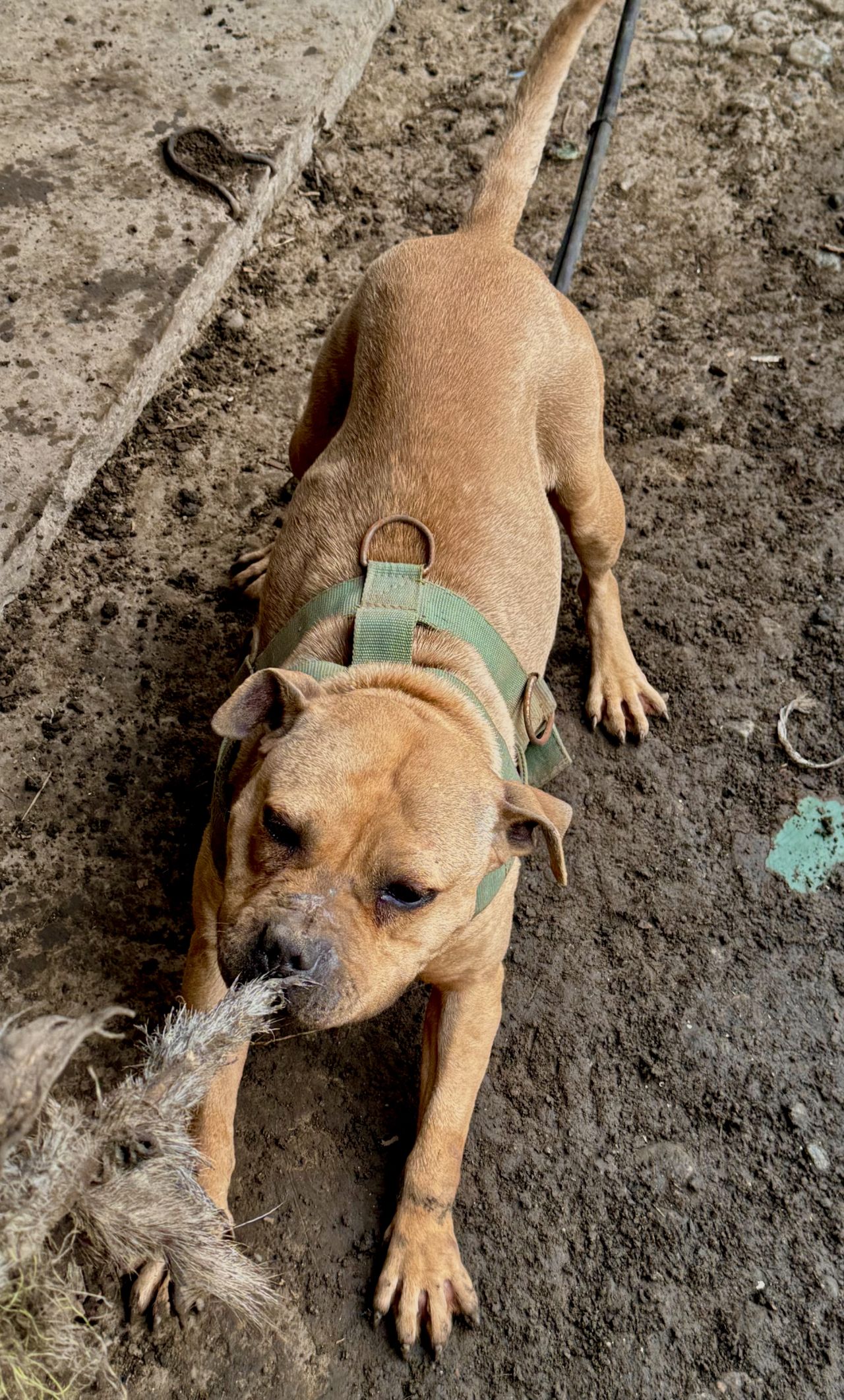Photo of the dog