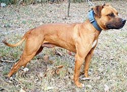Photo of the dog