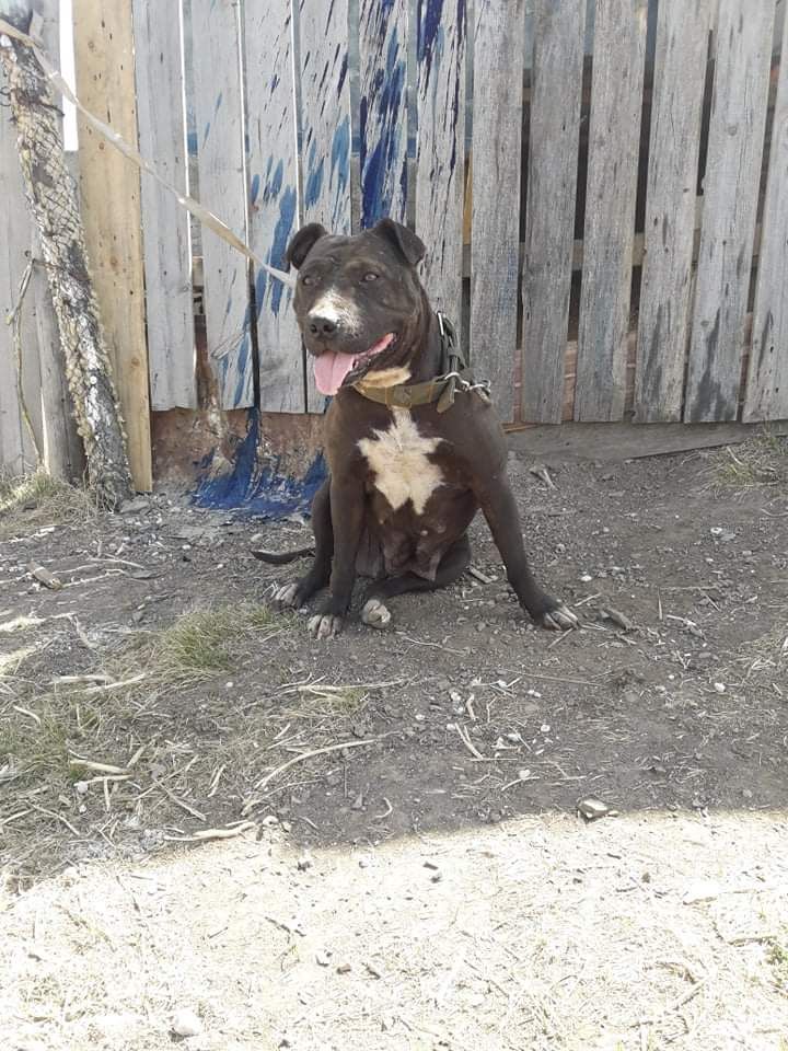 Photo of the dog