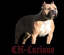 Photo of the dog