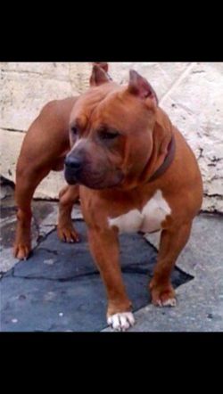 Photo of the dog