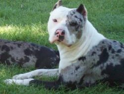 Photo of the dog