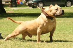 Photo of the dog