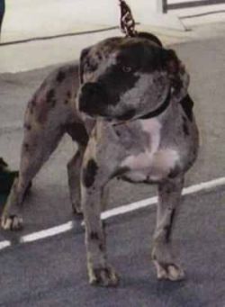 Photo of the dog