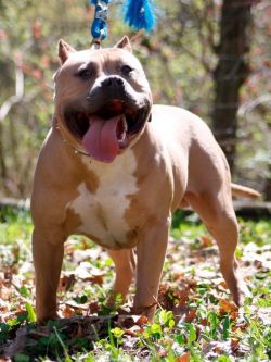 Photo of the dog