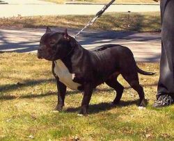 Photo of the dog