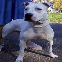 Photo of the dog