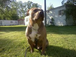 Photo of the dog