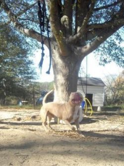 Photo of the dog