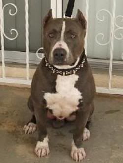 Photo of the dog