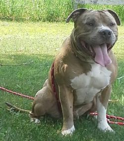Photo of the dog