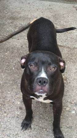 Photo of the dog