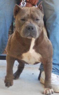 Photo of the dog