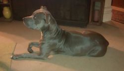 Photo of the dog
