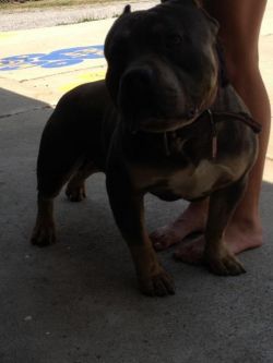 Photo of the dog