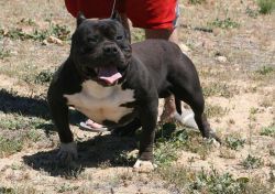 Photo of the dog
